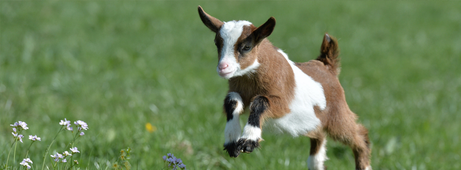 <a href="#"><b>---</b></a><p>Little goat</p>